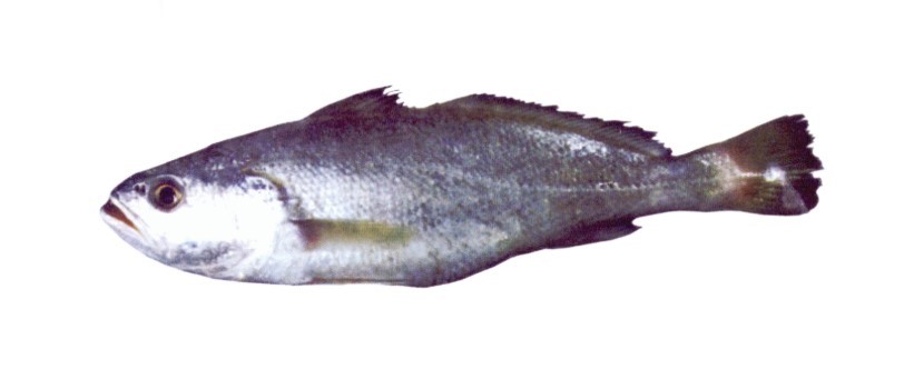 Fish 1
